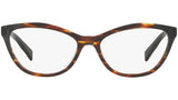 3067 002 tortoise